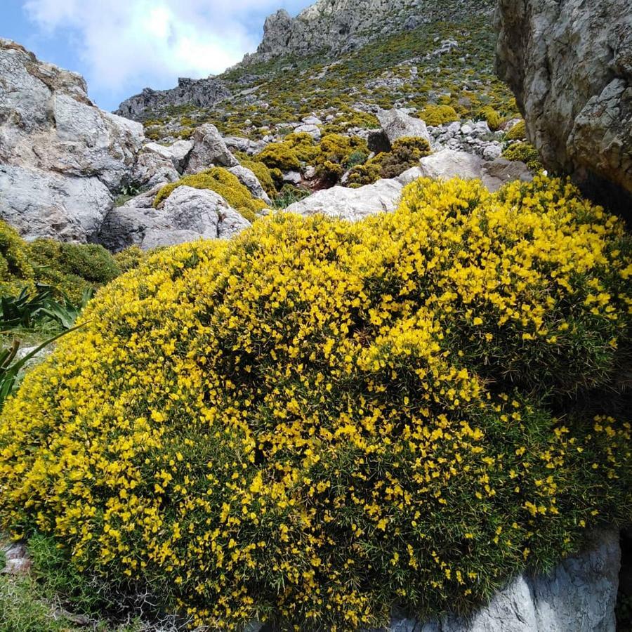 Tilos Island House Megálon Choríon Buitenkant foto